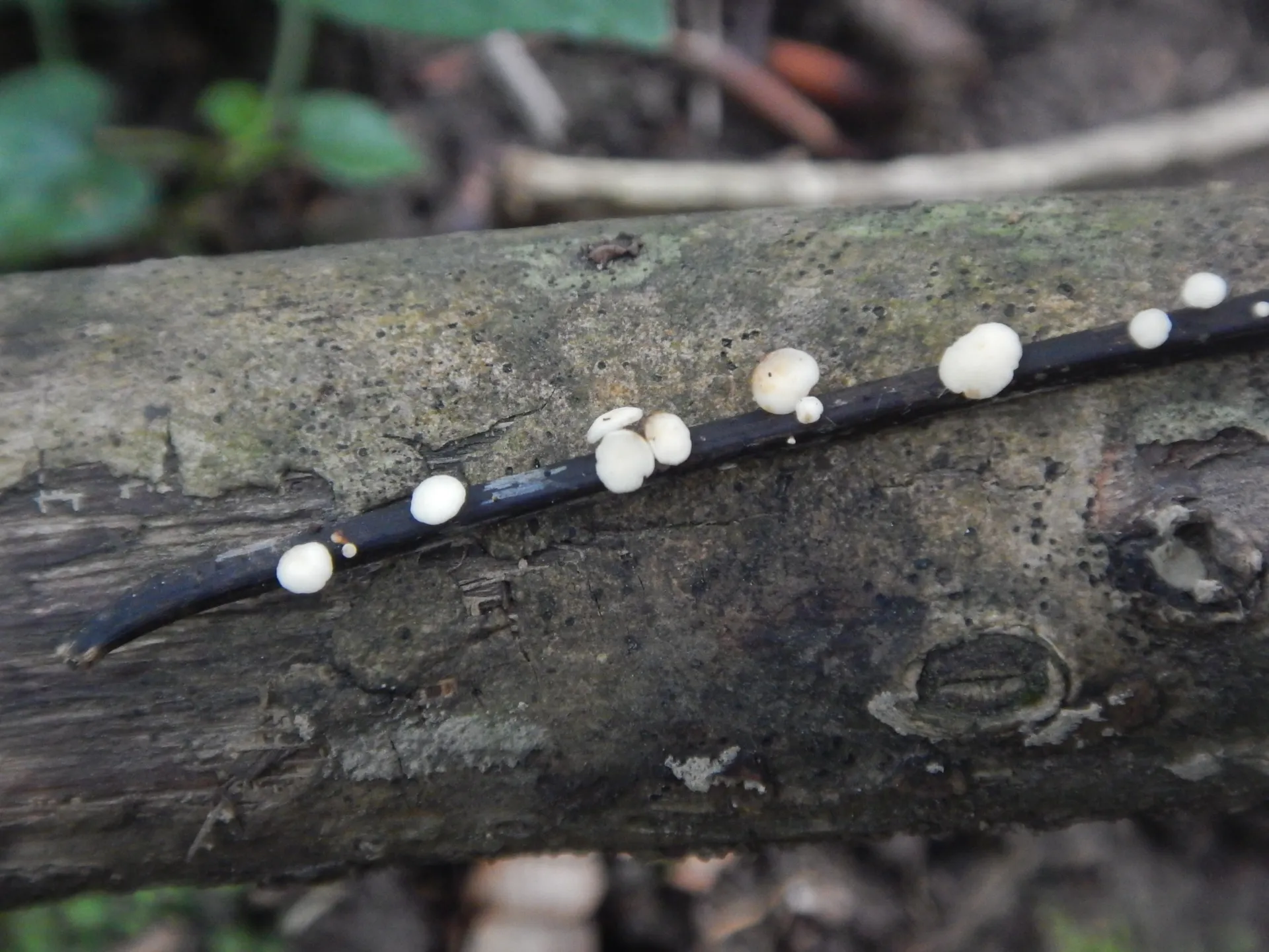 Hymenoscyphus albidus - Hym albidus, 2025-07-17, (1)